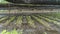 Panoramic view of Wasabi plantation field at Daio Wasabi Farm. å¤§çŽ‹ã‚ã•ã³è¾²å ´.